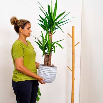 Comprar Yucca Barcelona