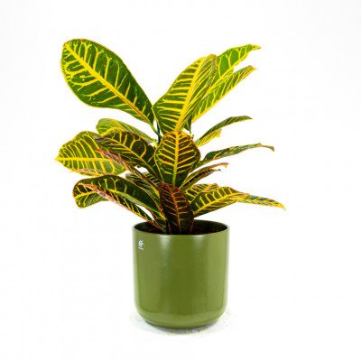 Comprar Croton Barcelona