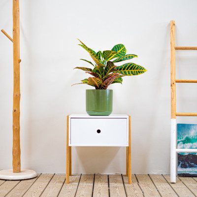 Comprar Croton Barcelona
