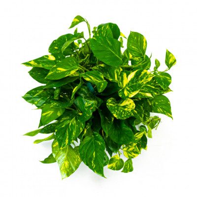 Comprar Pothos colgar Barcelona