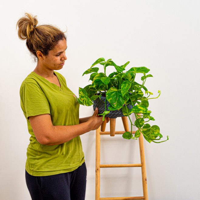 Comprar Pothos colgar Barcelona