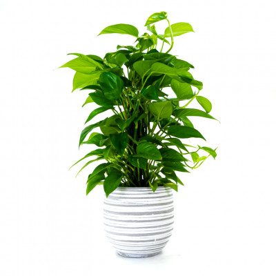 Comprar Pothos tutor Barcelona