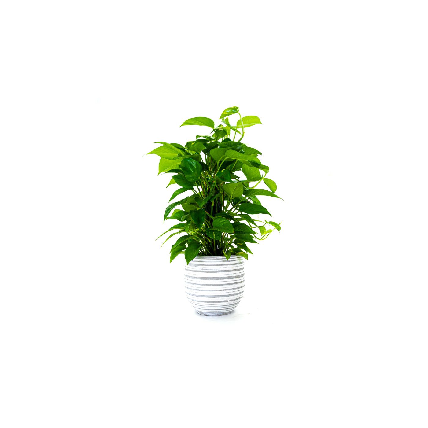 Comprar Pothos tutor Barcelona