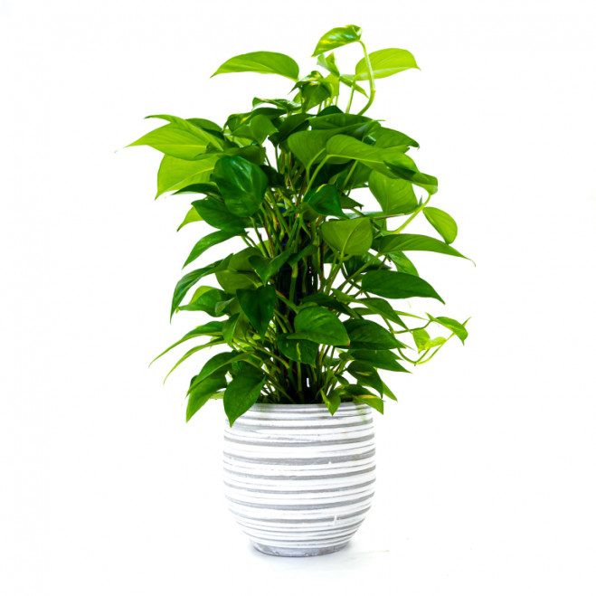 Comprar Pothos tutor Barcelona