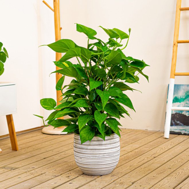 Comprar Pothos tutor Barcelona