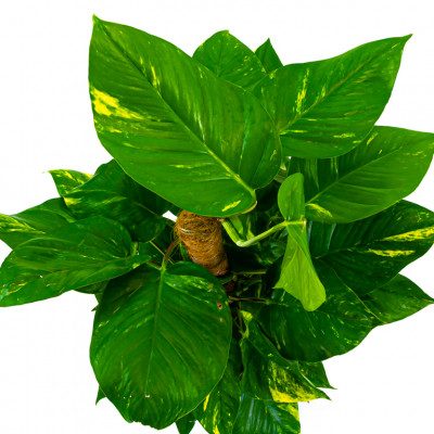 Comprar Pothos tutor Barcelona