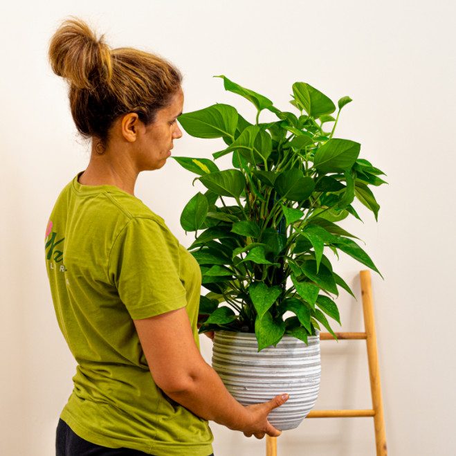 Comprar Pothos tutor Barcelona