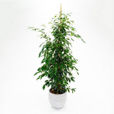Comprar Ficus Benjamina Barcelona