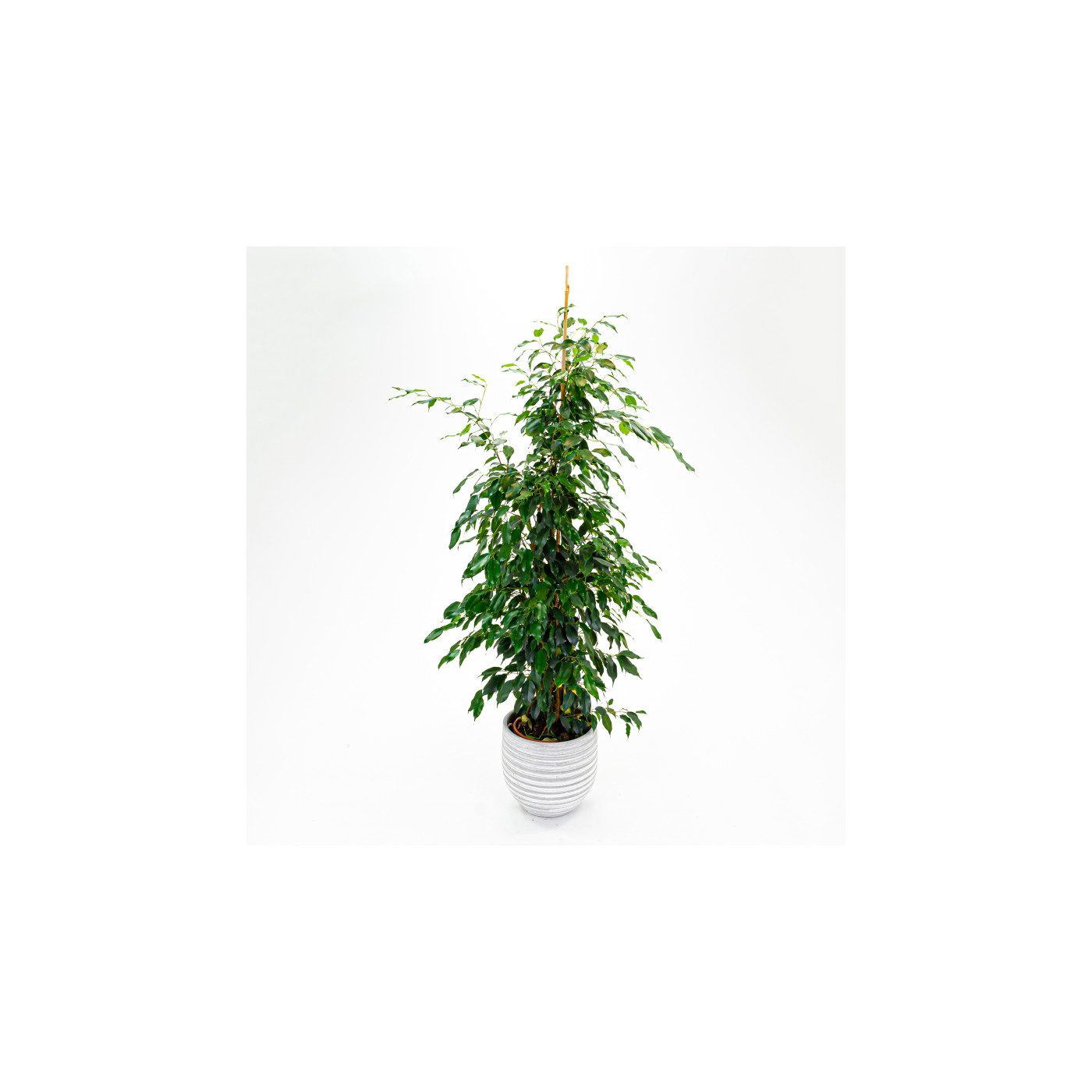 Comprar Ficus Benjamina Barcelona