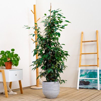 Comprar Ficus Benjamina Barcelona
