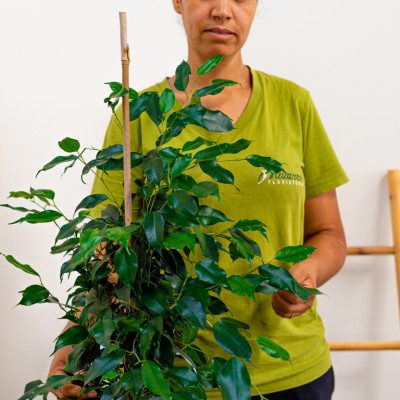 Comprar Ficus Benjamina Barcelona