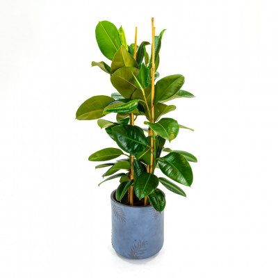 Comprar Ficus Robusta Barcelona