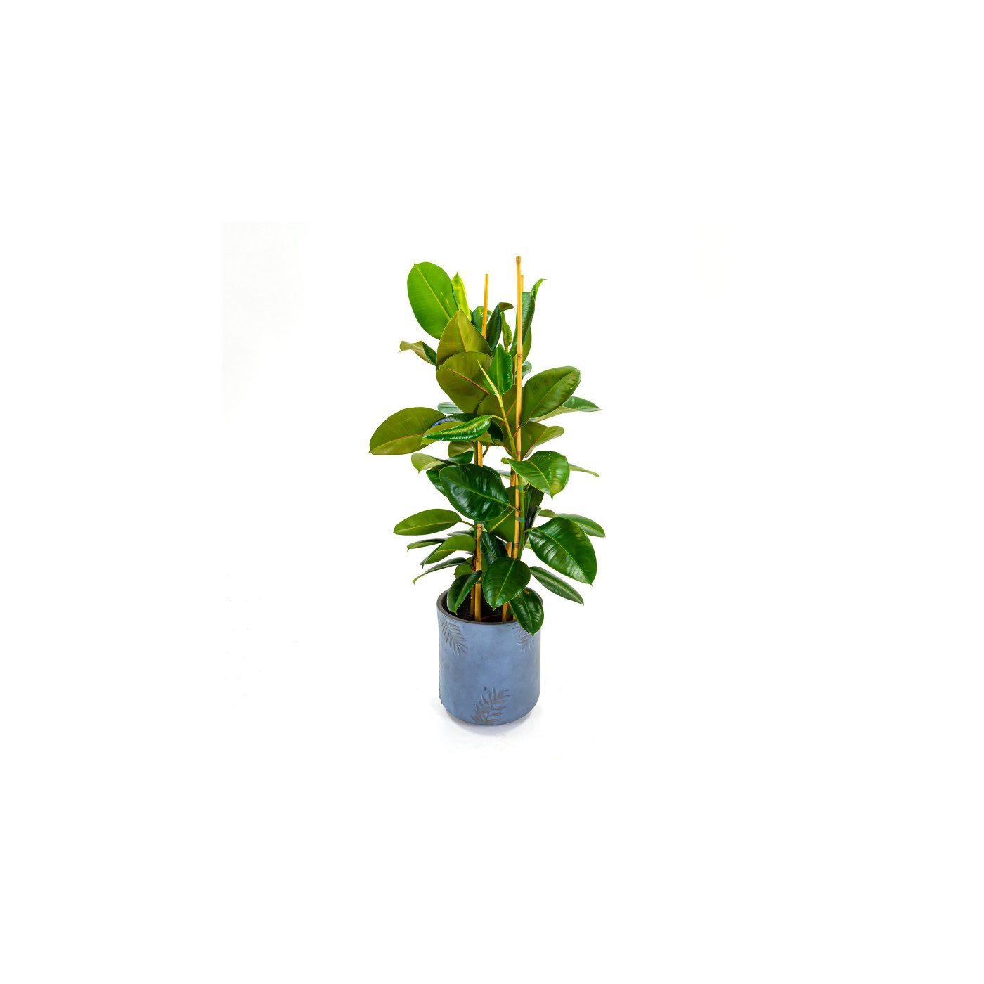 Comprar Ficus Robusta Barcelona
