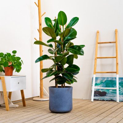 Comprar Ficus Robusta Barcelona