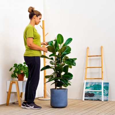 Comprar Ficus Robusta Barcelona