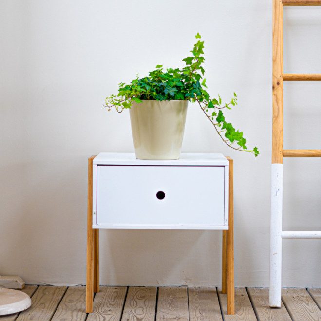 Comprar Hiedras colgar Barcelona Comprar Hiedras colgar Barcelona