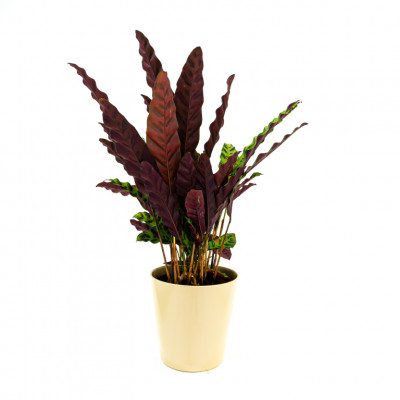 Comprar Calathea Barcelona