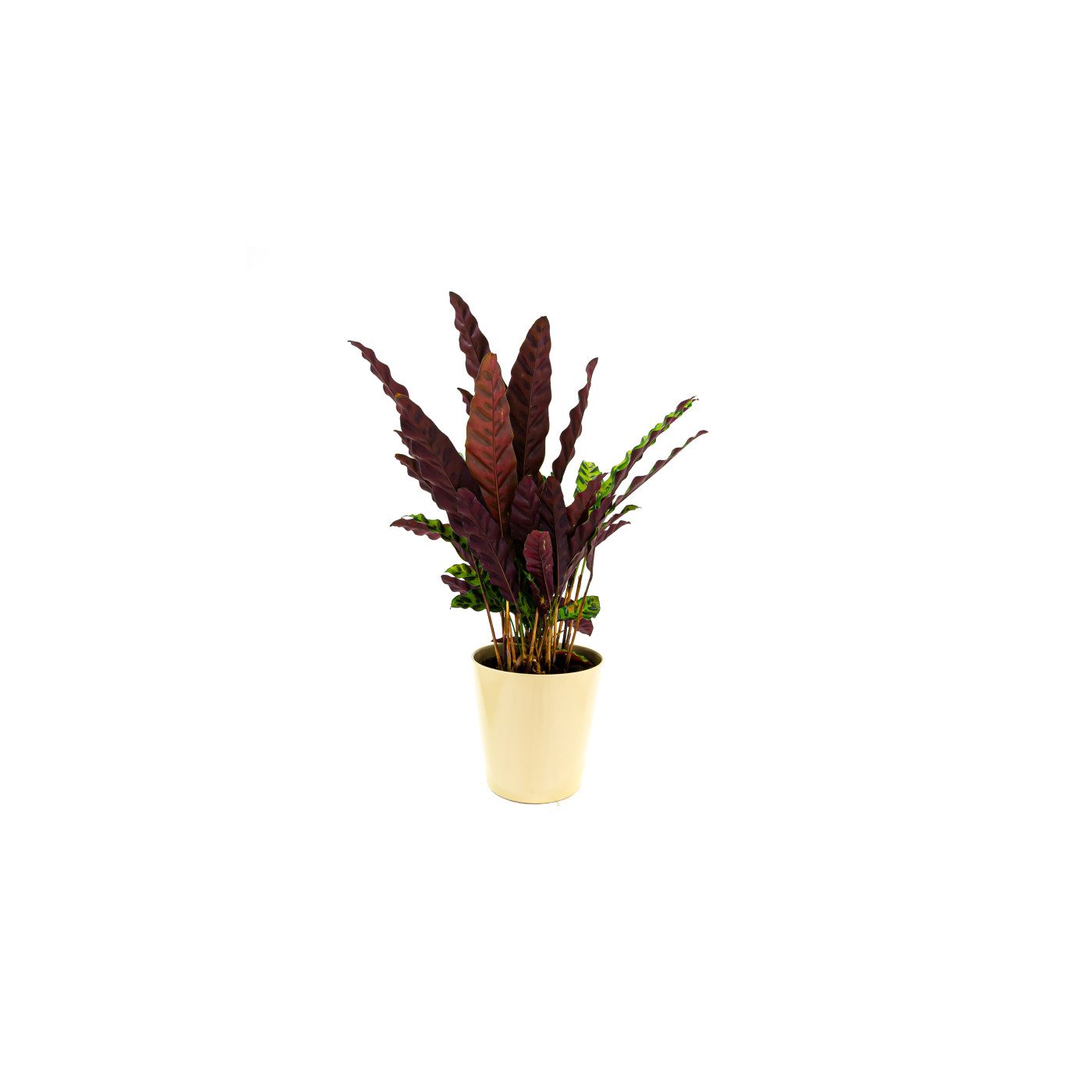 Comprar Calathea Barcelona