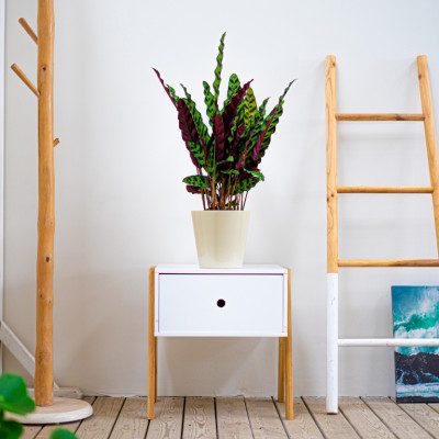 Comprar Calathea Barcelona
