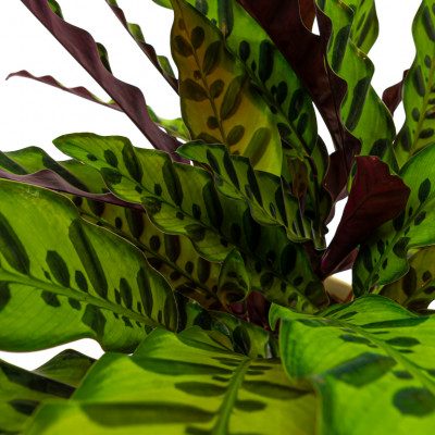 Comprar Calathea Barcelona