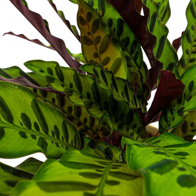 Comprar Calathea Barcelona
