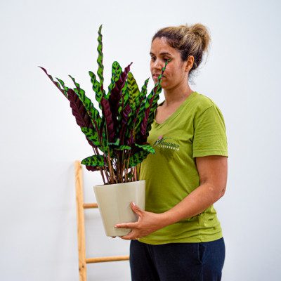 Comprar Calathea Barcelona