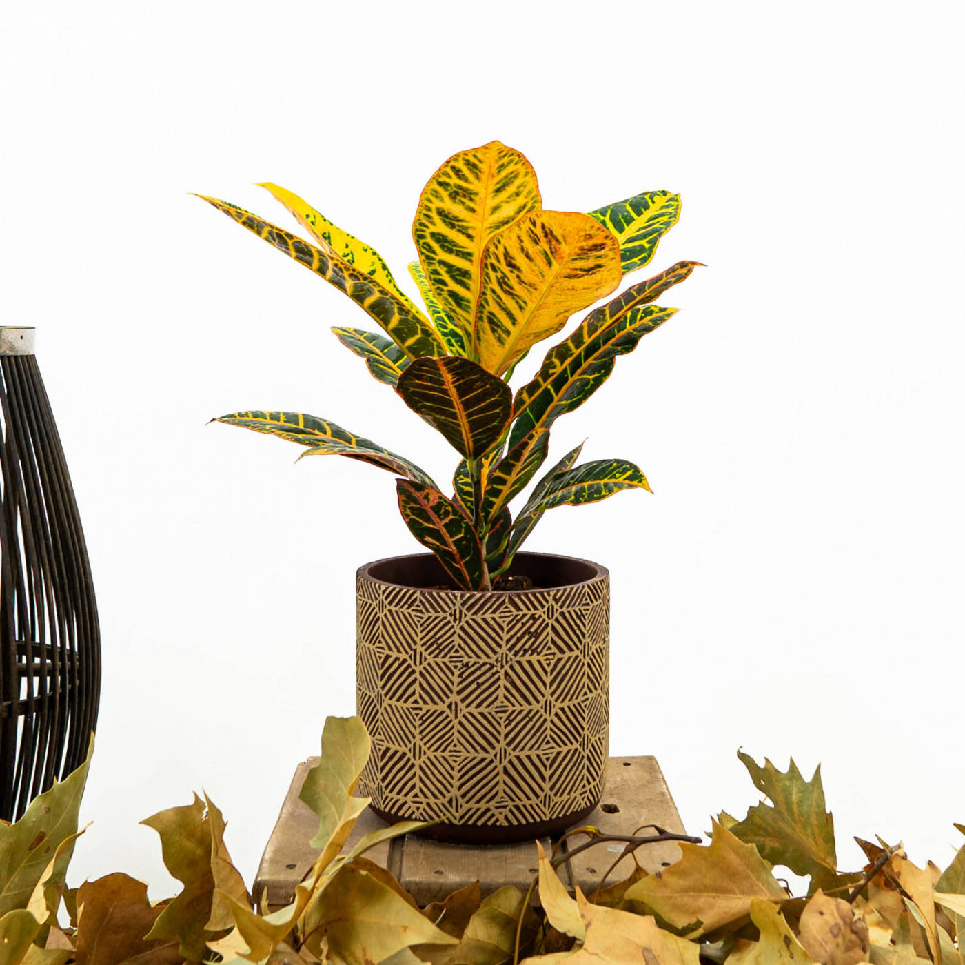 Comprar Croton Barcelona