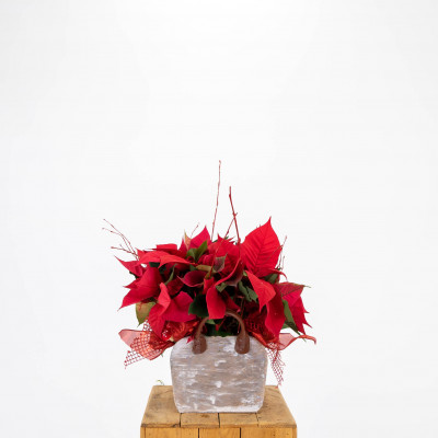 Comprar Composición de poinsettias en base de madera Barcelona