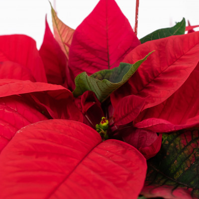Comprar Composición de poinsettias en base de madera Barcelona