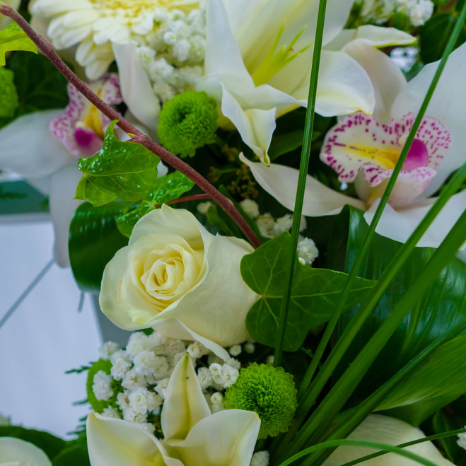 Comprar Coronita flor blanca Barcelona Comprar Coronita flor blanca Barcelona
