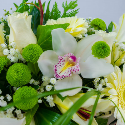 Comprar Coronita flor blanca Barcelona