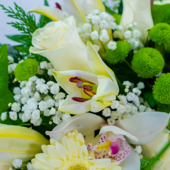 Comprar Coronita flor blanca Barcelona Comprar Coronita flor blanca Barcelona