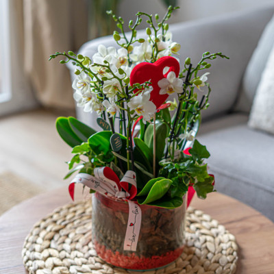 Comprar Cilindre miniphaleanopsis Barcelona