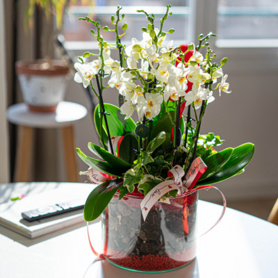 Comprar Cilindre miniphaleanopsis Barcelona
