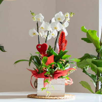 Comprar Grupo de plantas variadas en base de madera Barcelona