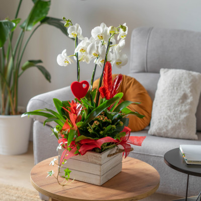 Comprar Grupo de plantas variadas en base de madera Barcelona