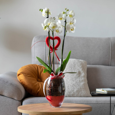 Comprar Phaleanopsis San Valentín Barcelona