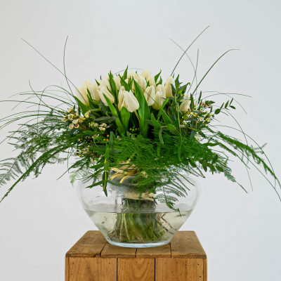 Comprar 51 tulipans blancs Barcelona