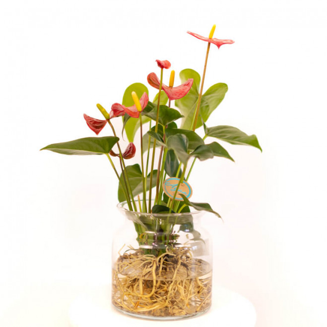 Comprar Anthurium acuático Barcelona Comprar Anthurium acuático Barcelona