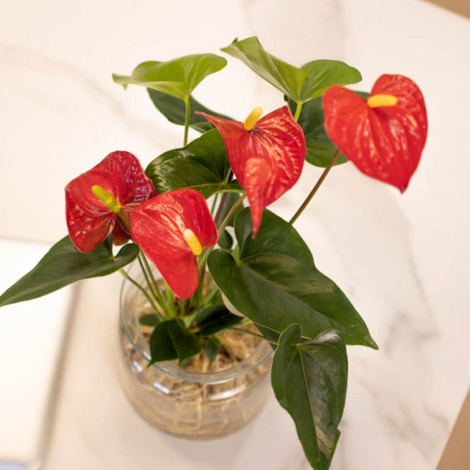 Comprar Anthurium acuático Barcelona Comprar Anthurium acuático Barcelona