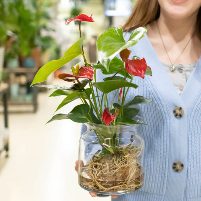 Comprar Anthurium acuático Barcelona Comprar Anthurium acuático Barcelona