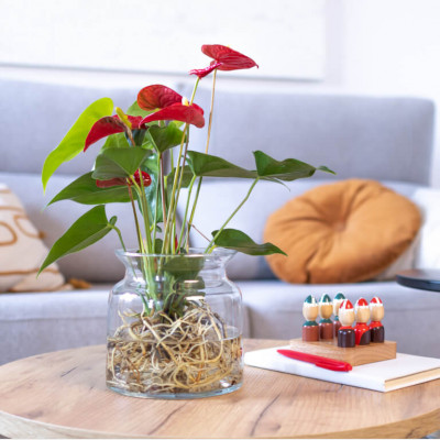 Comprar Anthurium acuático Barcelona
