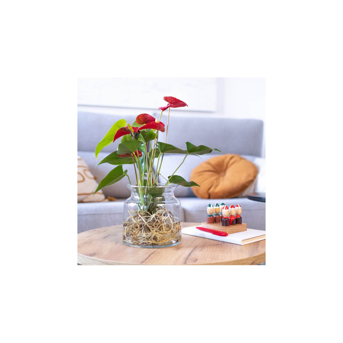 Comprar Anthurium acuático Barcelona