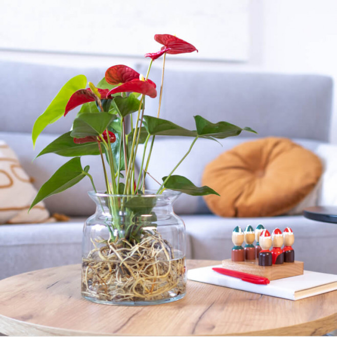 Comprar Anthurium acuático Barcelona Comprar Anthurium acuático Barcelona