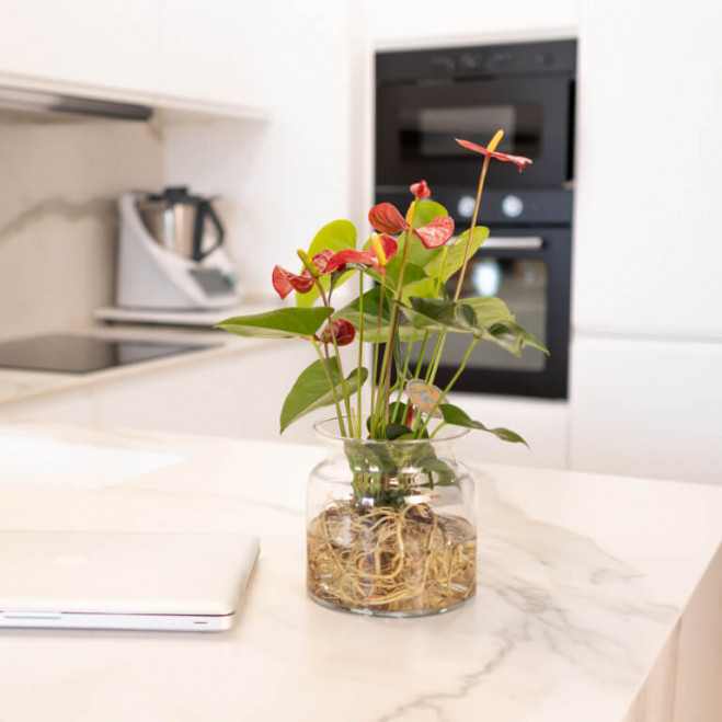Comprar Anthurium acuático Barcelona Comprar Anthurium acuático Barcelona