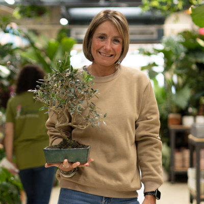 Comprar Olivo (Olea europea) Barcelona