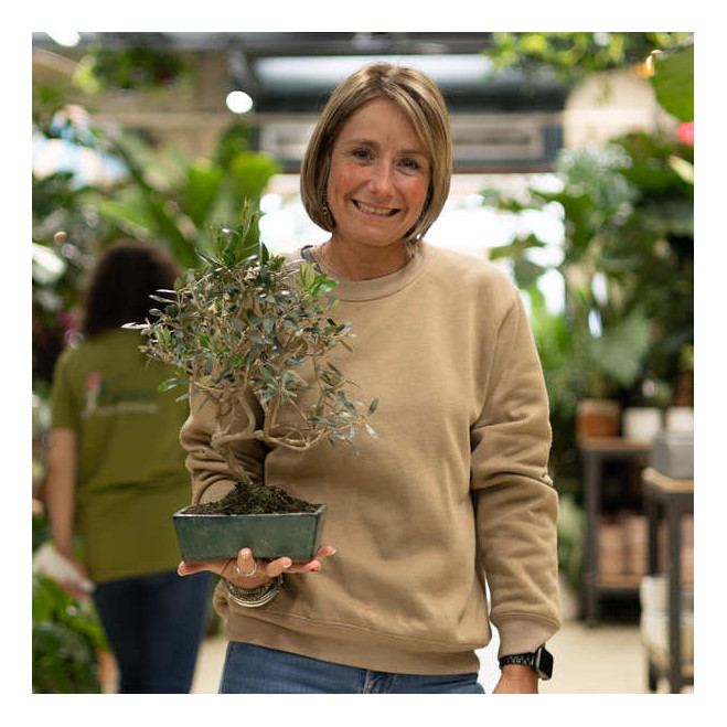 Comprar Olivo (Olea europea) Barcelona Comprar Olivo (Olea europea) Barcelona