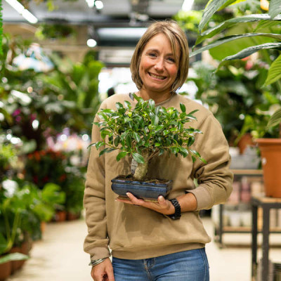 Ficus retusa