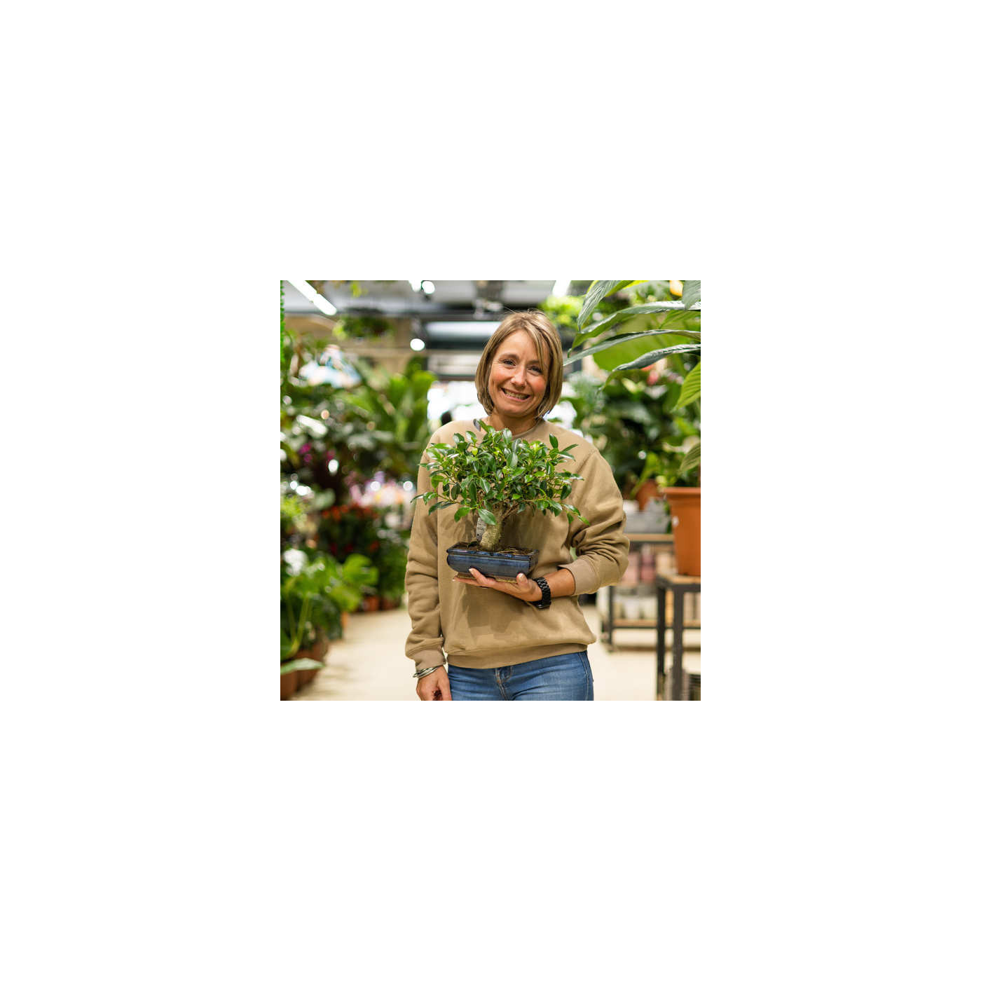 Comprar Ficus retusa Barcelona