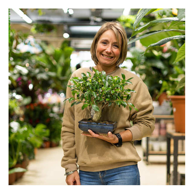 Comprar Ficus retusa Barcelona Comprar Ficus retusa Barcelona
